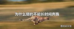 为什么猎豹不能长时间奔跑