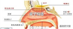 鼻子构造