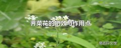 荠菜花的功效与作用点