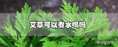 艾草可以煮水喝吗