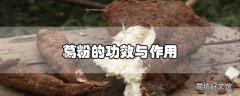 葛粉的功效与作用