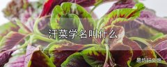 汗菜学名叫什么