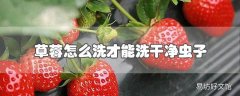 草莓怎么洗才能洗干净虫子