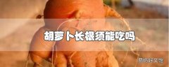 胡萝卜长根须能吃吗