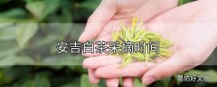 安吉白茶采摘时间