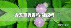 含羞草有毒吗,能摸吗