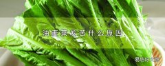 油麦菜发苦什么原因