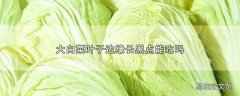 大白菜叶子边缘长黑点能吃吗