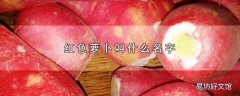 红色萝卜叫什么名字