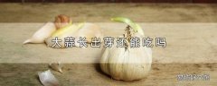 大蒜长出芽还能吃吗