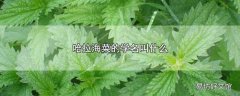 哈拉海菜的学名叫什么