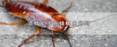 酒精能杀死蟑螂虫卵吗