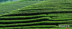 高山茶台地茶野生茶的区别