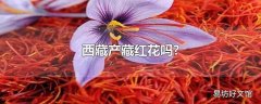 西藏产藏红花吗?