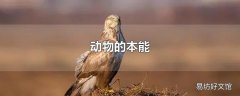 动物的本能