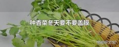 种香菜冬天要不要盖膜