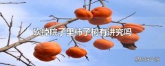 砍掉院子里柿子树有讲究吗