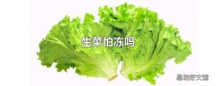 生菜怕冻吗