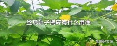 丝瓜叶子捣碎有什么用途