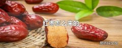 红枣怎么来的