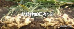 土埋鲜姜的正确方法