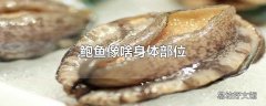 鲍鱼像啥身体部位