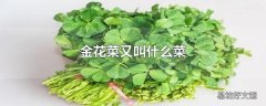 金花菜又叫什么菜