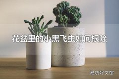 花盆里的小黑飞虫如何根除 花盆里为什么会有小黑飞虫