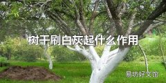 树干刷白灰起什么作用 给树干刷白灰有用吗