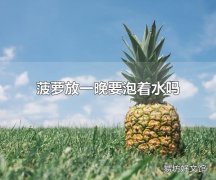 菠萝放一晚要泡着水吗 菠萝属于什么植物