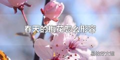 春天的梅花怎么形容 梅花象征着什么样的品质