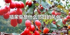 插茱萸是什么节日的风俗 插茱荑的寓意