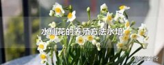 水仙花的养殖方法水培