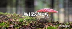 蘑菇是分解者吗