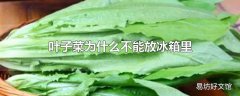 叶子菜为什么不能放冰箱里